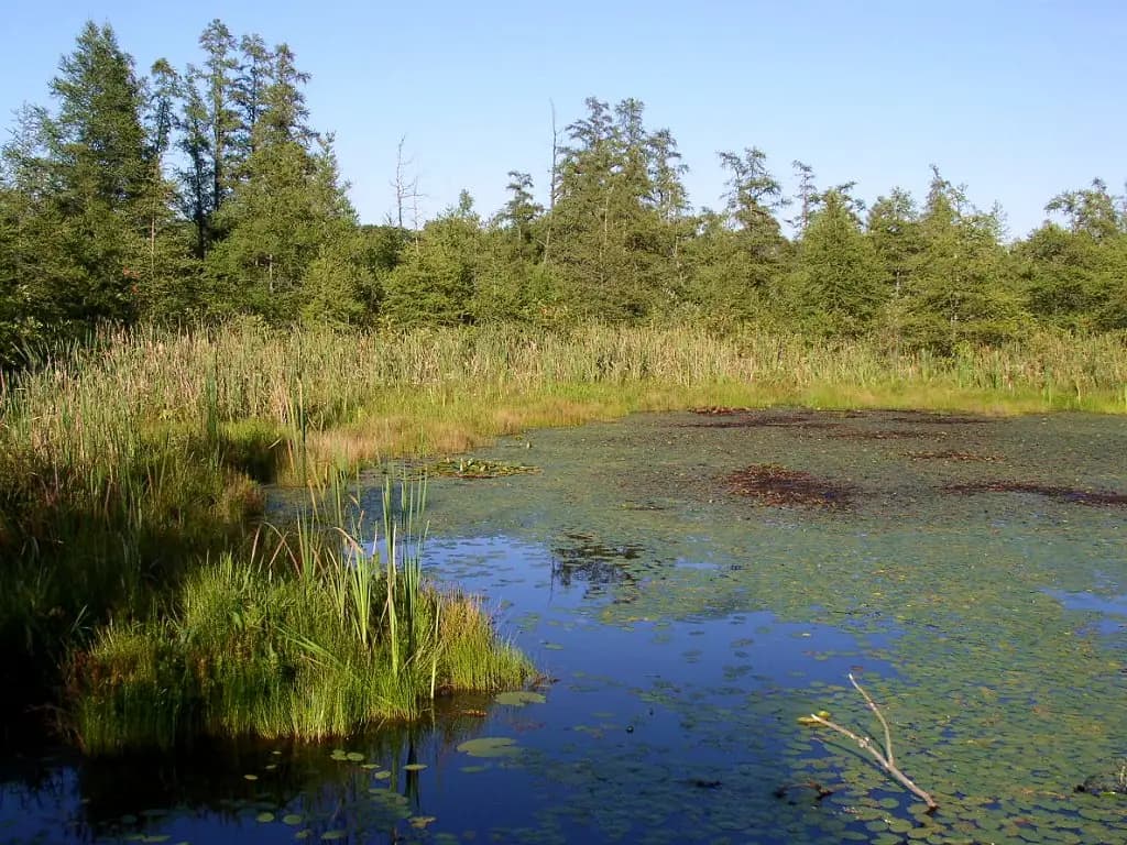 Open-water center of Volo Bog State Natural Area, a National Natural Landmark near Lakemoor, IL