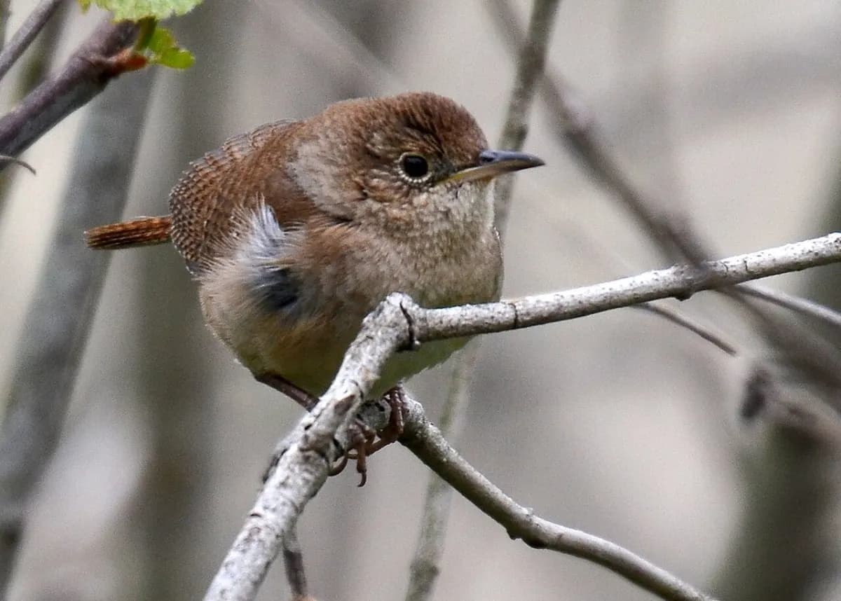 Natural habitat near Pingree Grove, Illinois — house wren in the village