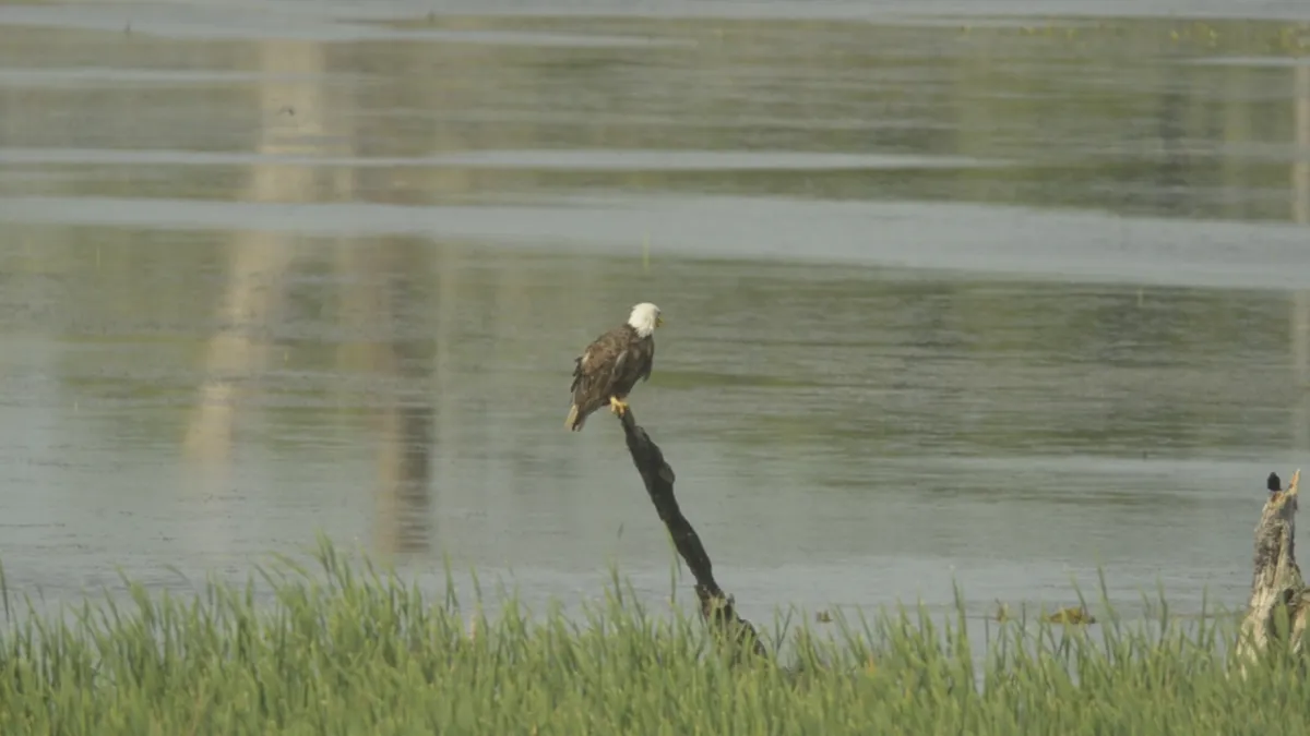 Bald eagle over McHenry County forest preserve near Lakewood, Illinois