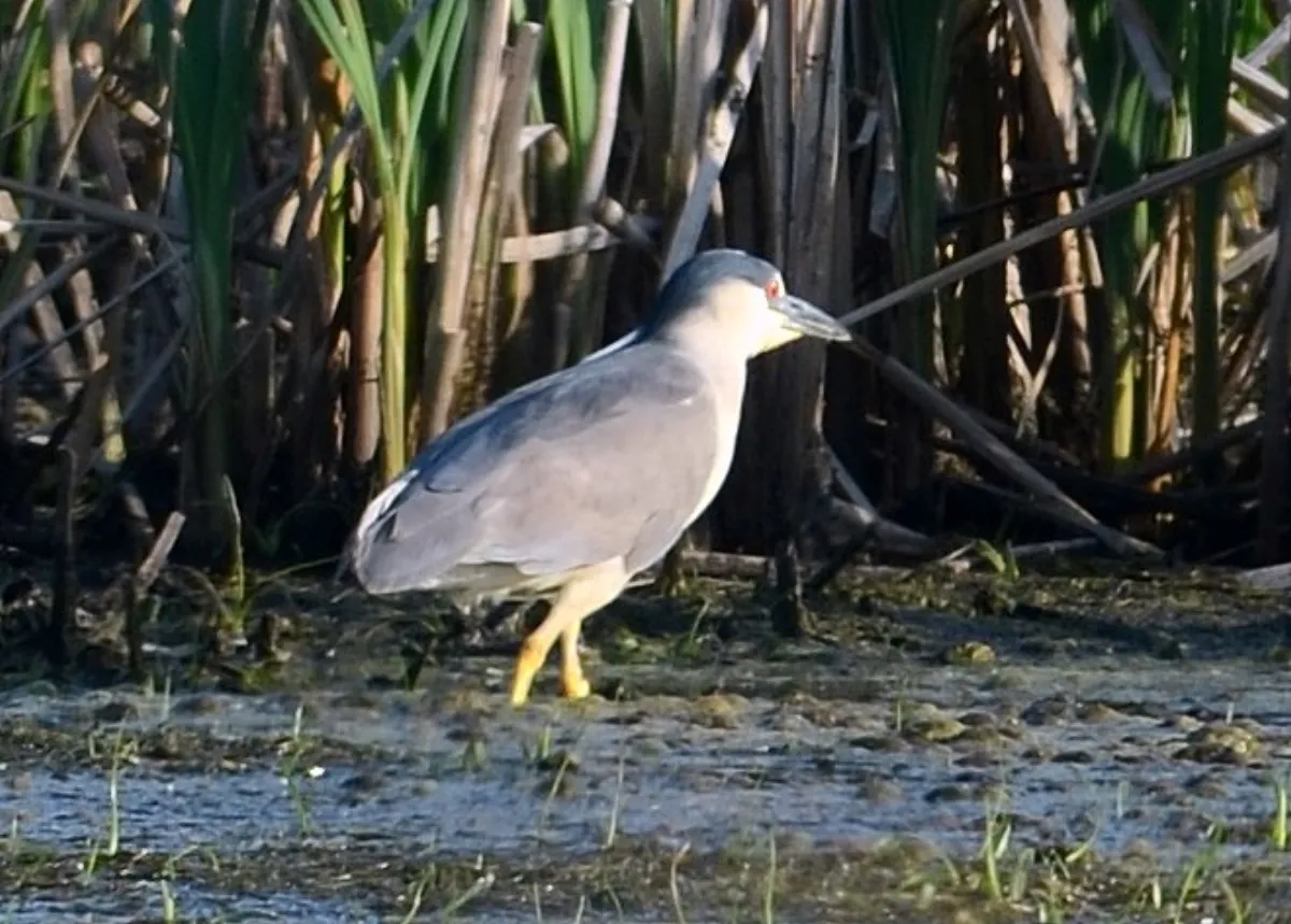 Black-crowned night heron at McHenry County forest near Lakewood, Illinois