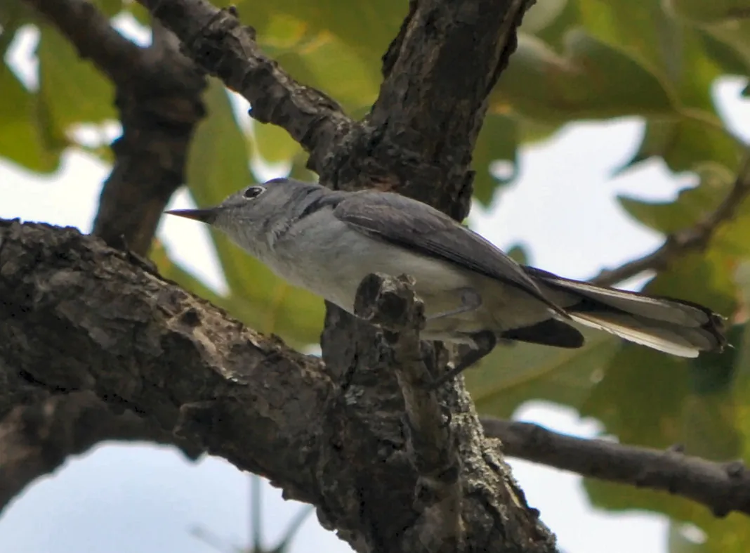 Blue-gray gnatcatcher bird photographed at Nippersink Park, Round Lake Beach, IL — natural greenway habitat