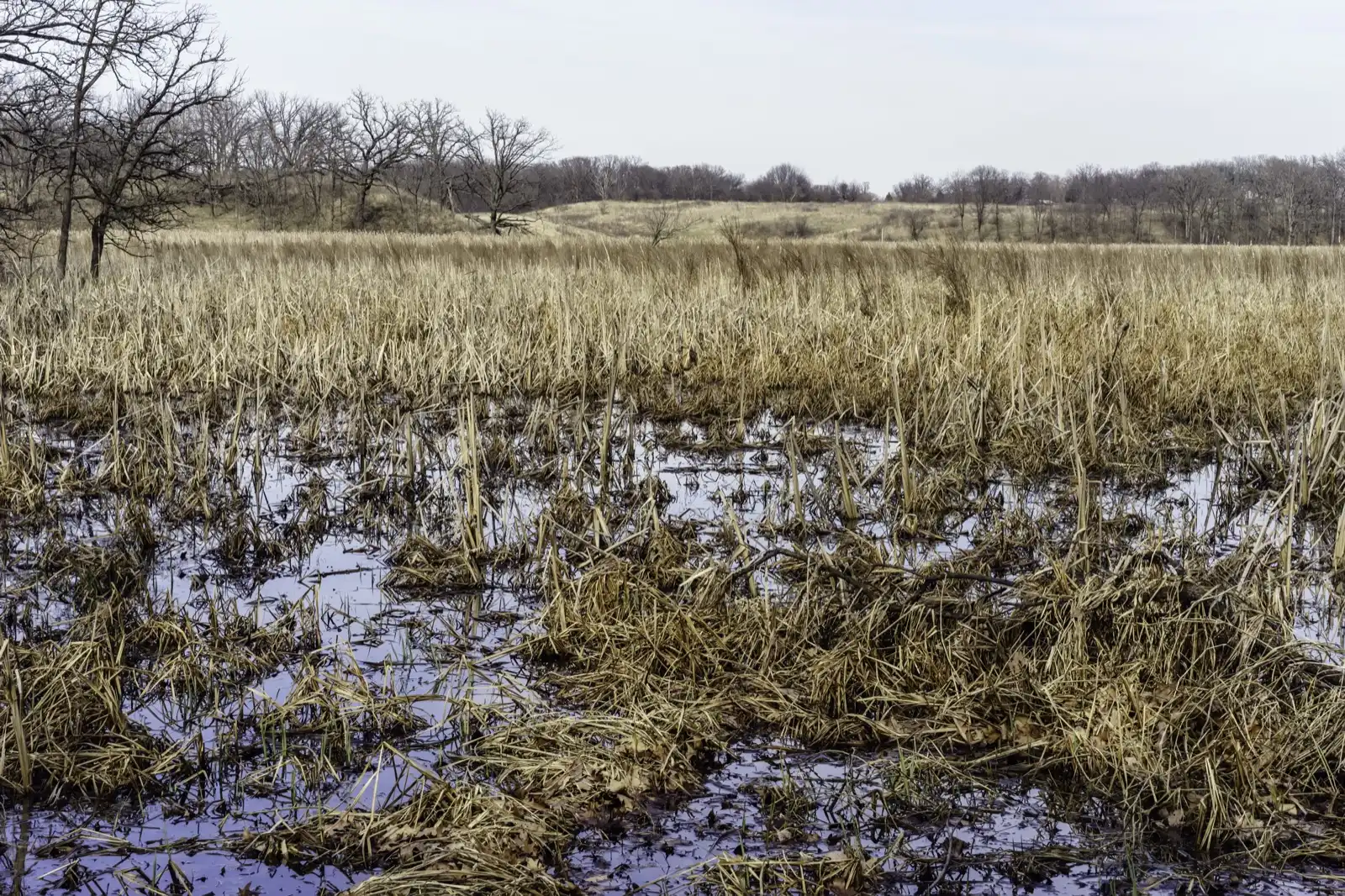 Prairie marsh in spring at Moraine Hills State Park near Wonder Lake, Illinois