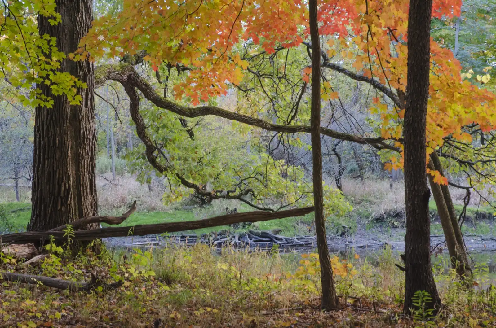 Nippersink Creek flowing through summer grassland in McHenry County, Illinois