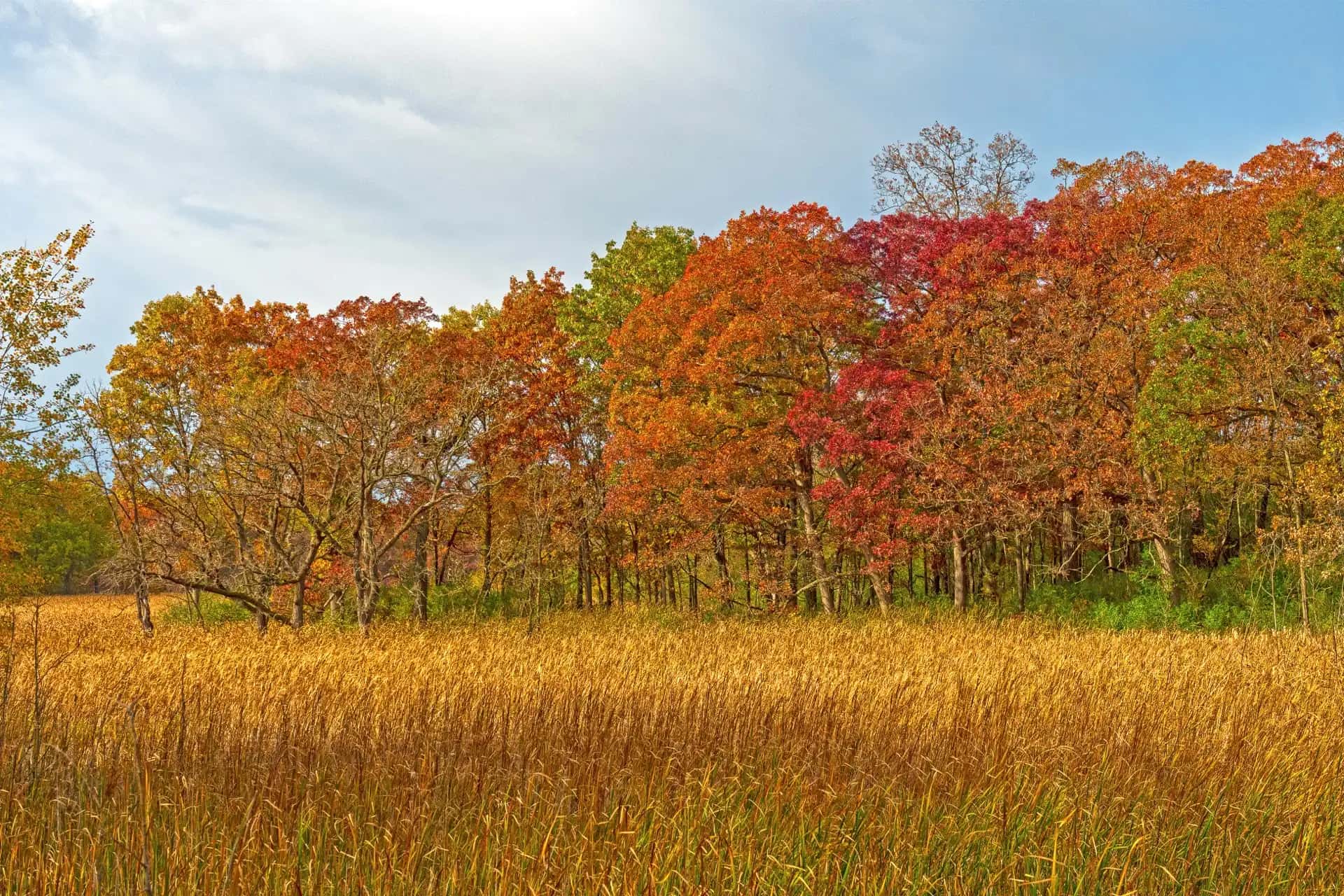 Fall colors and marshland at Moraine Hills State Park near Wonder Lake, Illinois